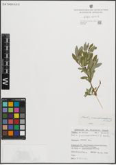 Foto von Salix pseudomedemii E. L. Wolf